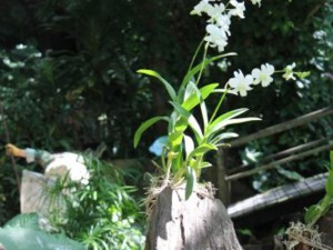 石斛兰的养殖方法