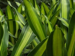 巴西铁树叶子发黄的原因