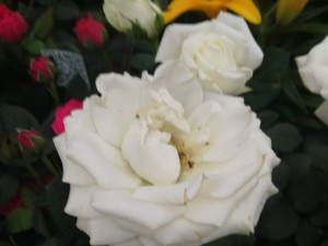 月季叶子长黑斑怎么办