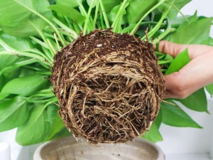 水培绿萝要勤换水吗