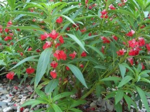 凤仙花叶子卷了怎么办