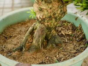 罗汉松掉叶子怎么办