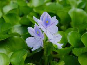 凤眼蓝有哪些危害