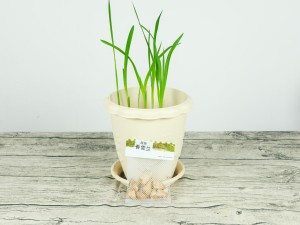 香雪兰不开花是什么原因