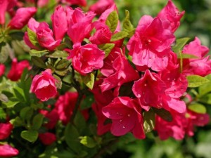 杜鹃花叶子变黑怎么办