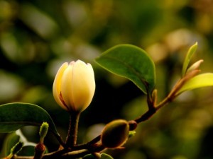 含笑花叶子发黄怎么办 含笑花叶子发黑怎么办