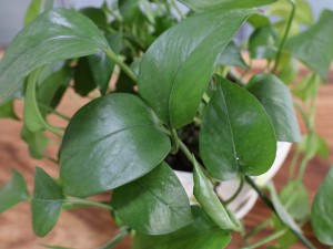 绿萝叶子开裂怎么办