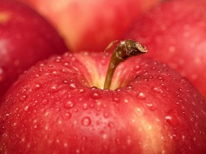 苹果树叶黄斑什么原因