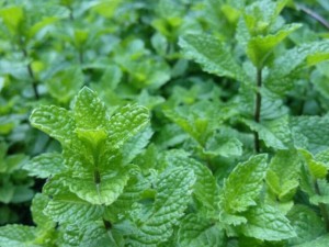 薄荷越长越细怎么办 薄荷叶子越来越小的处理方法
