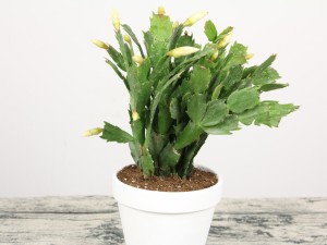 蟹爪兰掉花苞怎么救