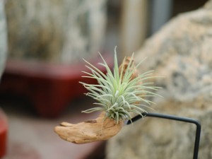 空气凤梨根部变黑怎么办？找到原因是关键！