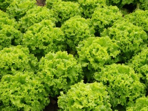 生菜有什么作用