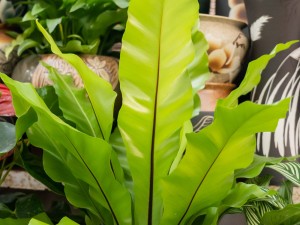 鸟巢蕨烂心了怎么办