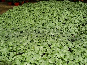 网纹草叶子蔫了怎么办