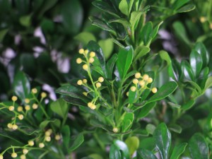 米兰叶子干枯怎么办