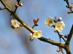 梅花叶子发黄怎么办