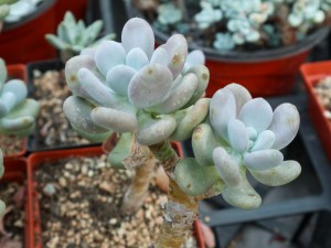 多肉叶片发软发皱怎么办