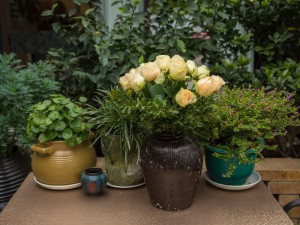 帝王花长虫了怎么办