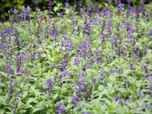 蓝花鼠尾草的功效和作用