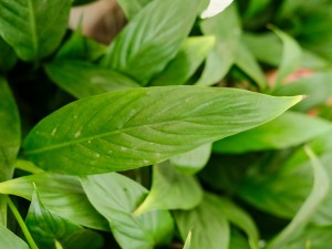 白掌变成“绿掌”怎么办