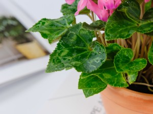 最旺入门玄关植物