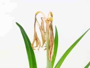 朱顶红怎么授粉