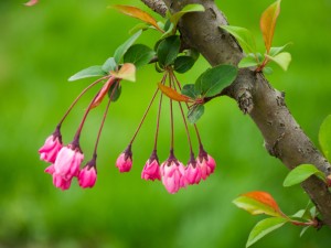 垂枝海棠的养殖方法和注意事项