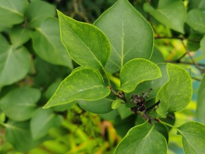 五瓣丁香的花语