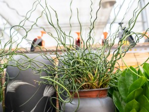 弹簧草的作用有哪些