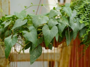 锦屏藤叶片背部有黑点怎么办?这样就不会有了！