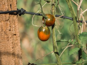 西红柿含糖高吗，晚上吃西红柿会胖吗