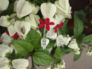 龙吐珠适合室内养殖吗