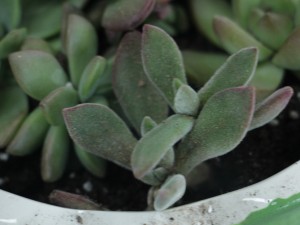 各个品种多肉植物开花该如何应对