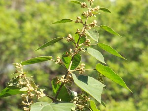 泡桐的虫害及其防治