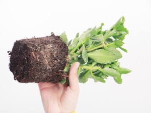 长寿花的功效与作用