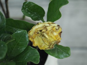 栀子花常见虫害及防治办法