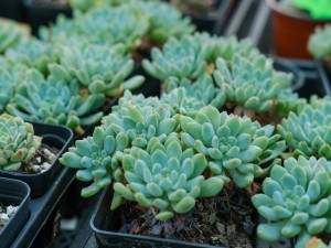 家里的多肉总不上色，怎么办