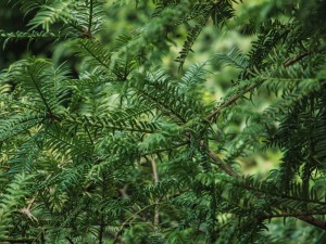 红豆杉的花语和寓意，有什么传说故事