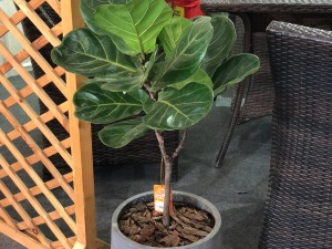 琴叶榕的功效和作用