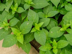 绣球花寓意，有什么传说