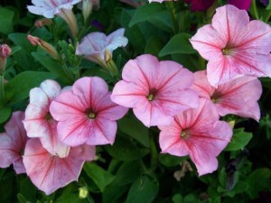 矮牵牛不开花怎么办