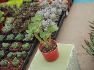 金钱木有什么寓意