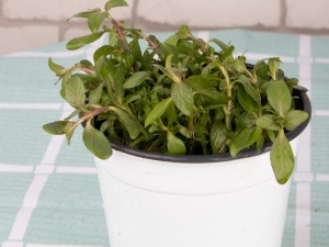 薄荷叶子发黑怎么办