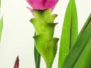 姜荷花的花语和传说