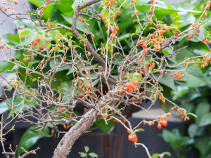 枸杞是怎么晒干的，保质期是多长时间