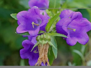 风铃草的常见品种