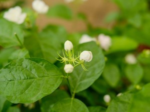 茉莉叶子发黄怎么办