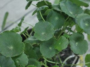 铜钱草黄叶子怎么回事