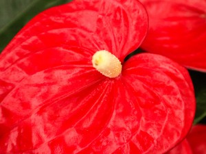 红掌的寓意是什么