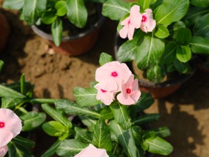 长春花叶子枯萎怎么办？